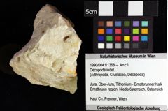 Foto (Objket + Etiketten) von Decapoda indet. 